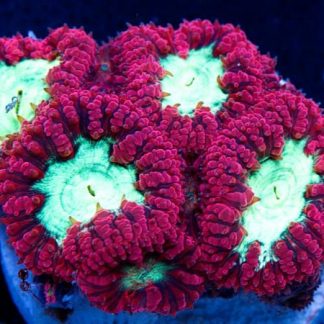 Corales Duros