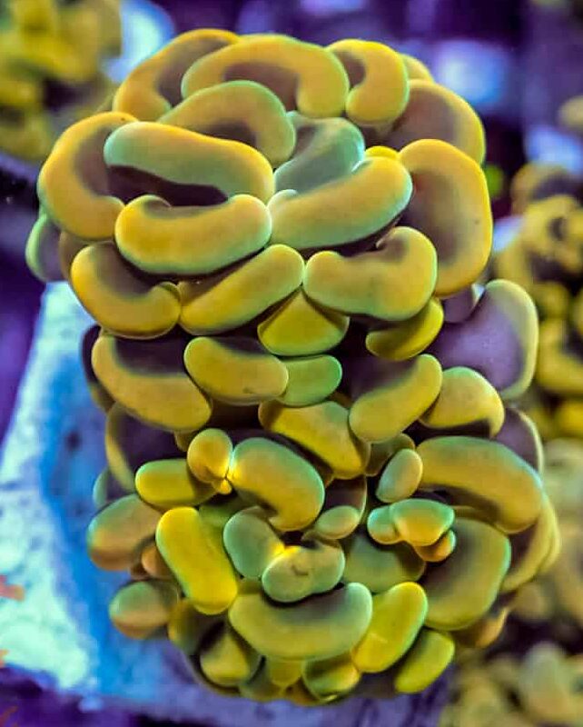 Euphyllia banana yellow