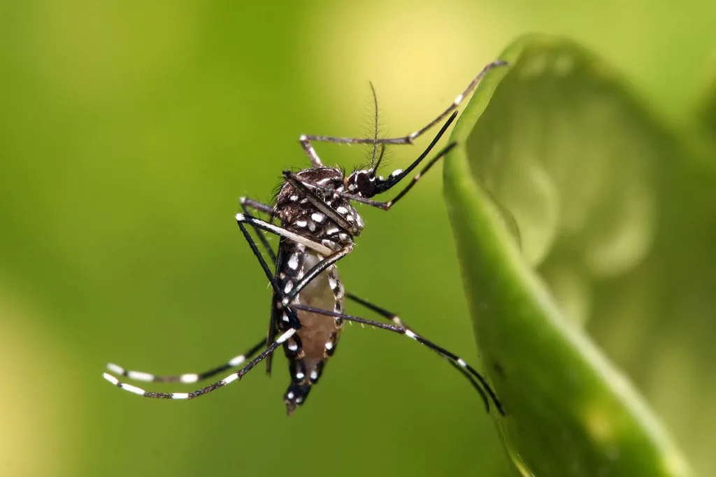 Costa del sol Avisen - ryktede 'Aedes aegypti'-myggen i Spania