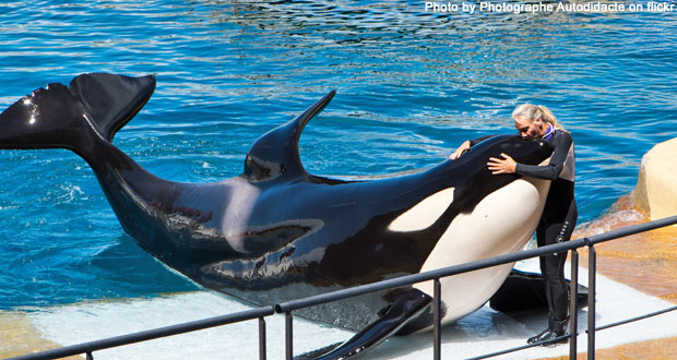 Marineland Antibes orca