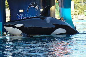 Marineland orca