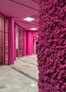 Inside office, showing pink walls, roof and pillars