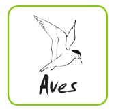 AVES