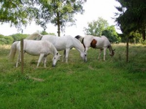 silex chevaux