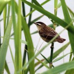 Cetti's_warbler_(Cettia_cetti)