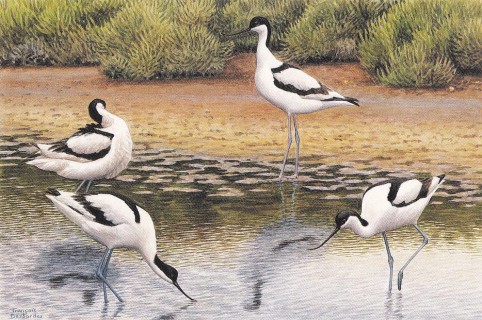 Avocette Desbordes