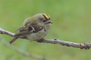 Oiseau roitelet huppé