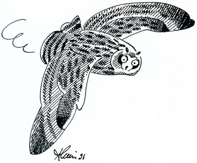 hibou croquis