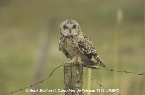 Le hibou des marais