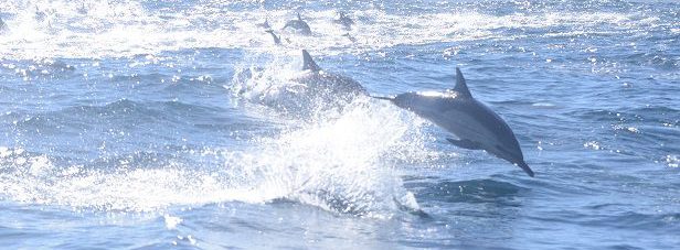 Common Dolphins (Delphinus delphis) au large de la péninsule du Cap, Province du CAP