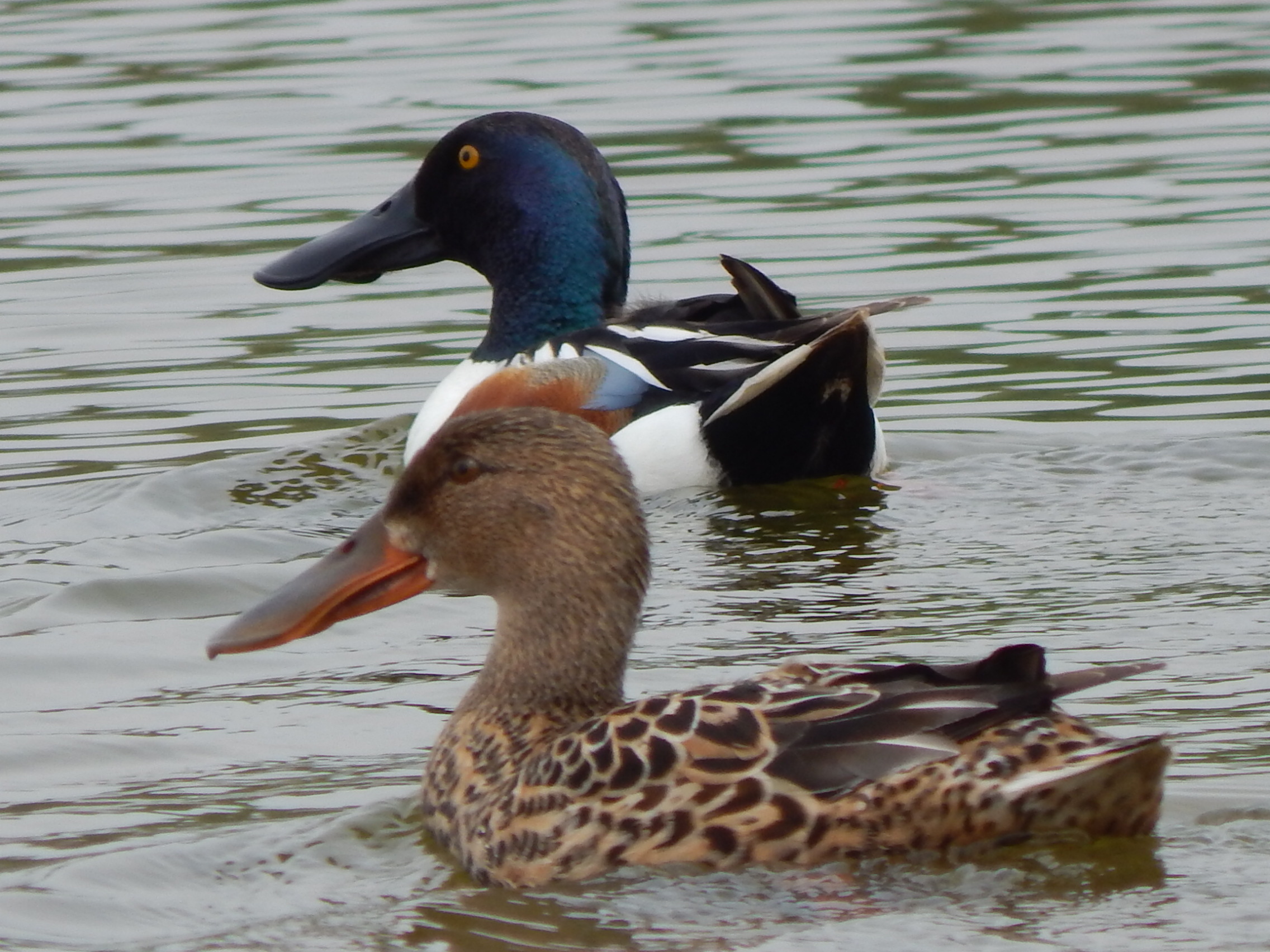 Canard souchet couple Zélande 2014