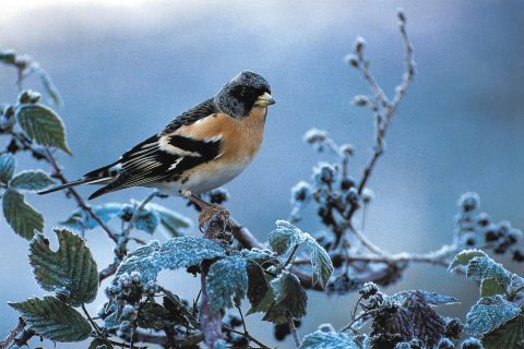 pinson du nord oiseau