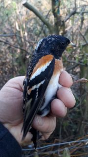 OIseau Pinson du Nord domaine des silex