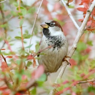 Moineau domestique, mâle ©Erik Etienne