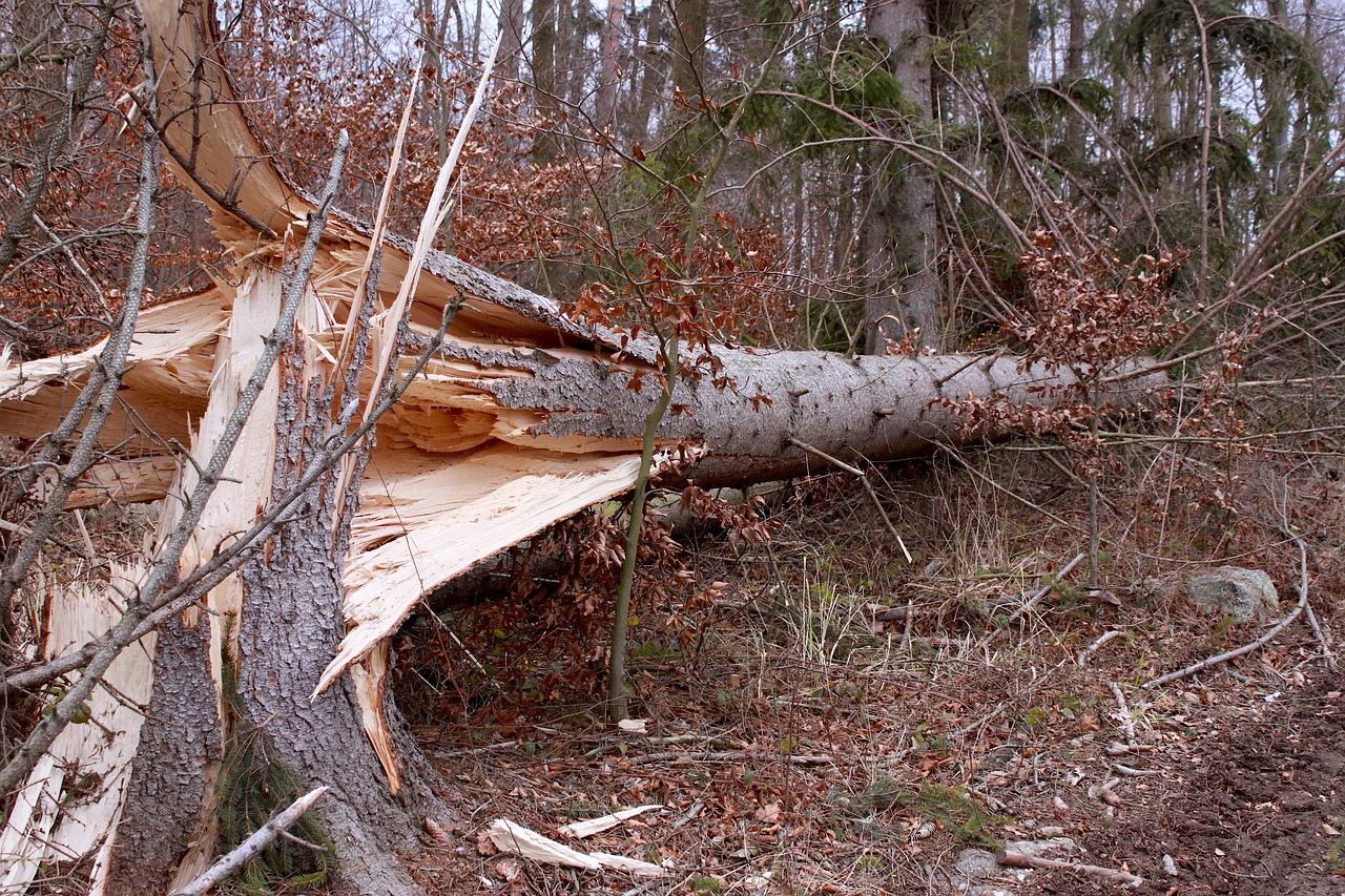 tree, broken, gale