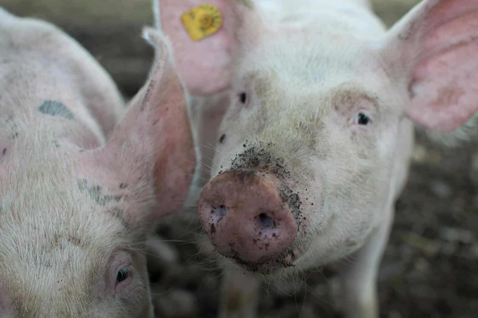 A detailed close-up of two curious pigs in a farm setting, showcasing their muddy snouts.