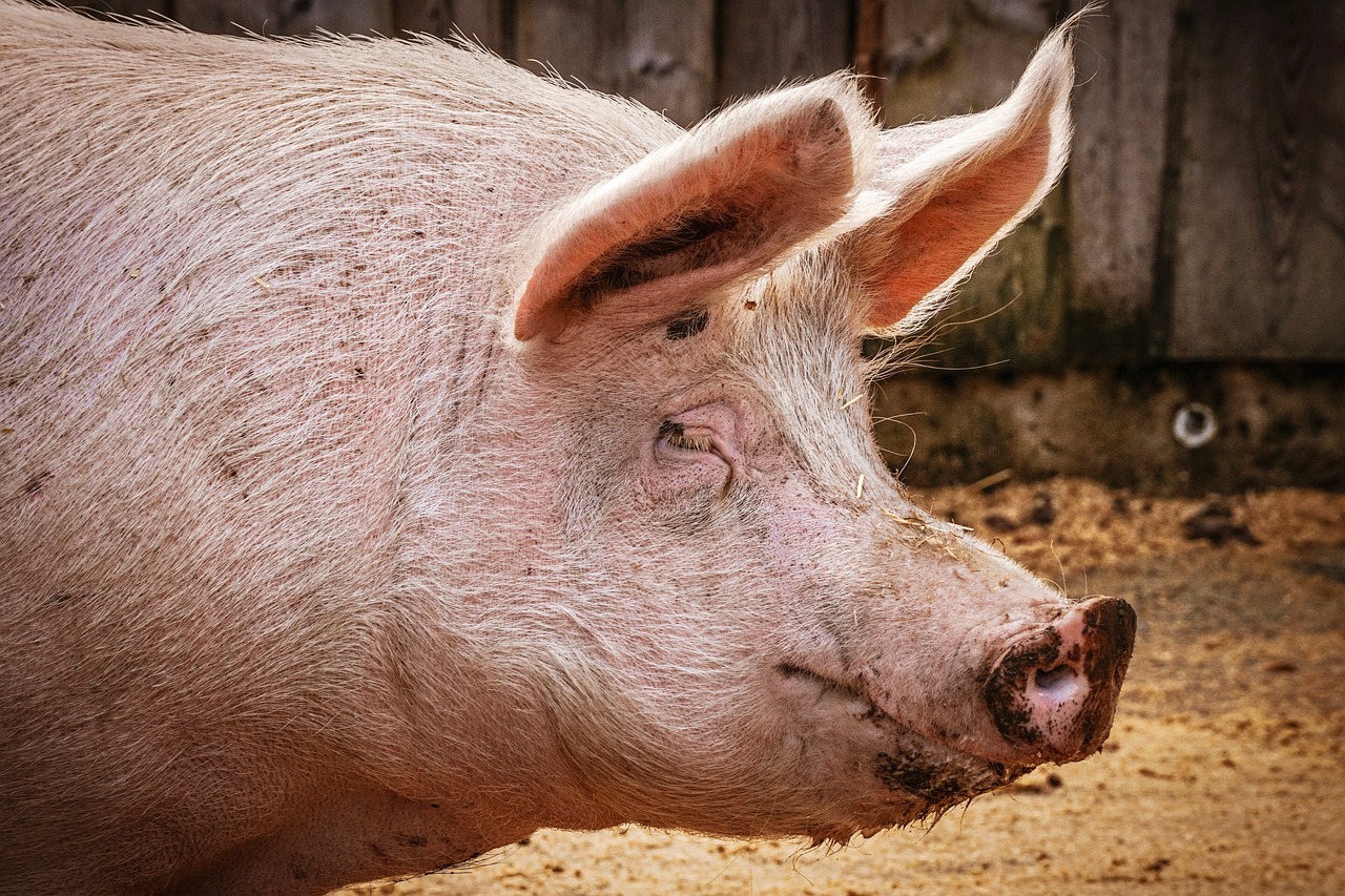 pig, nature, lucky pig, sanctuary, happiness, sow, pink, new year's day, domestic pig, happy, dirty, fun, animal, wishes, new year's eve