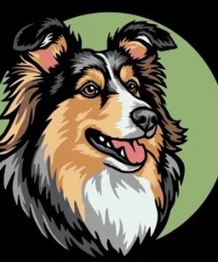 Shetland Sheepdog