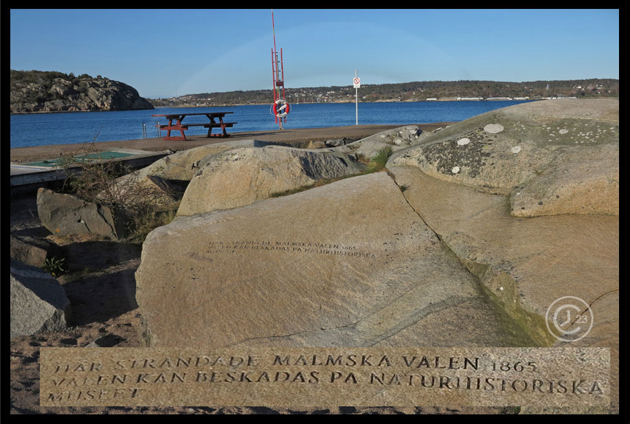 Smithska udden, Västra Frölunda: Här strandade 1865 ”Malmska valen” (16,4 m)