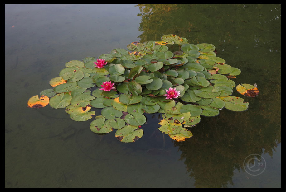 Spegeldammen, Göteborgs Botaniska Trädgård