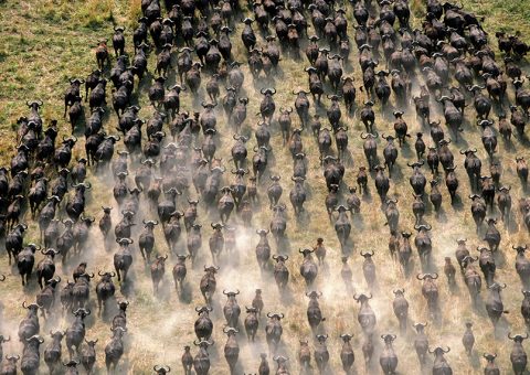 Water buffalo herd