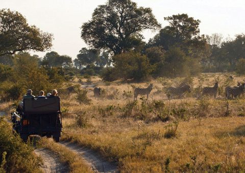 Safari viewing zebras in Botswana at the Vumbura Plains