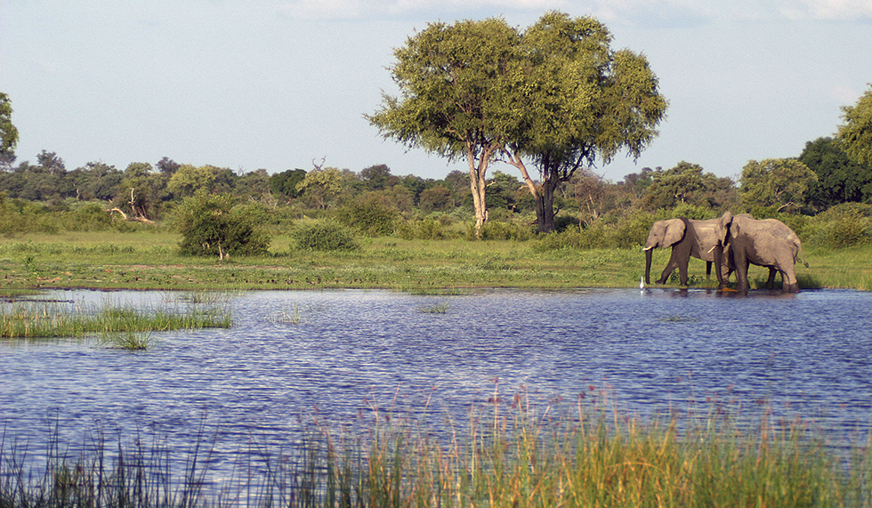 Elephant in water