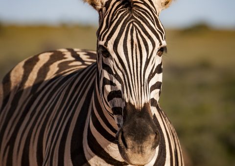 zebra, animal, nature