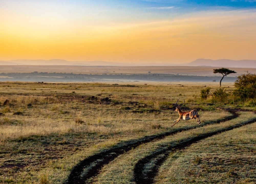 antelope, sunset, kenya-4121962.jpg