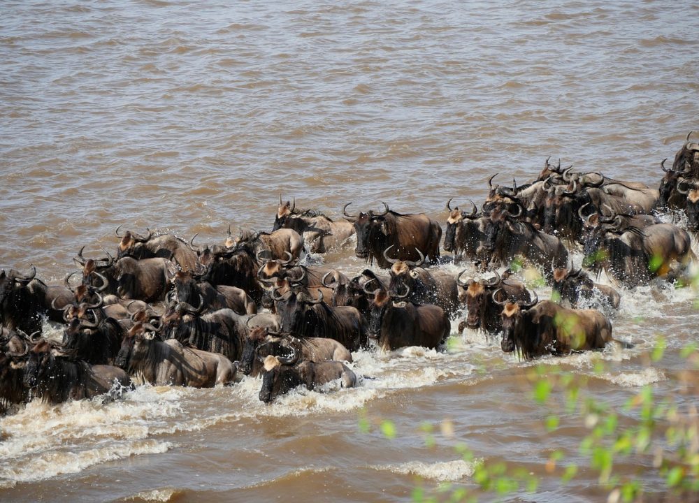 mara river, wildebeest, crossing-5730663.jpg