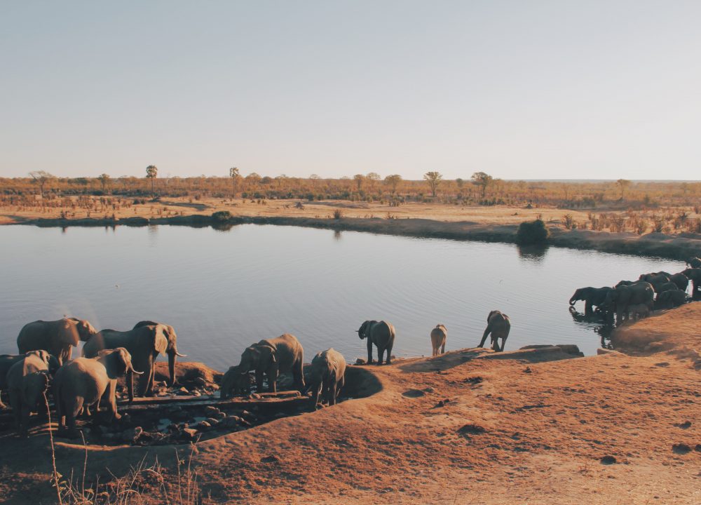 Elephants at the watering hole