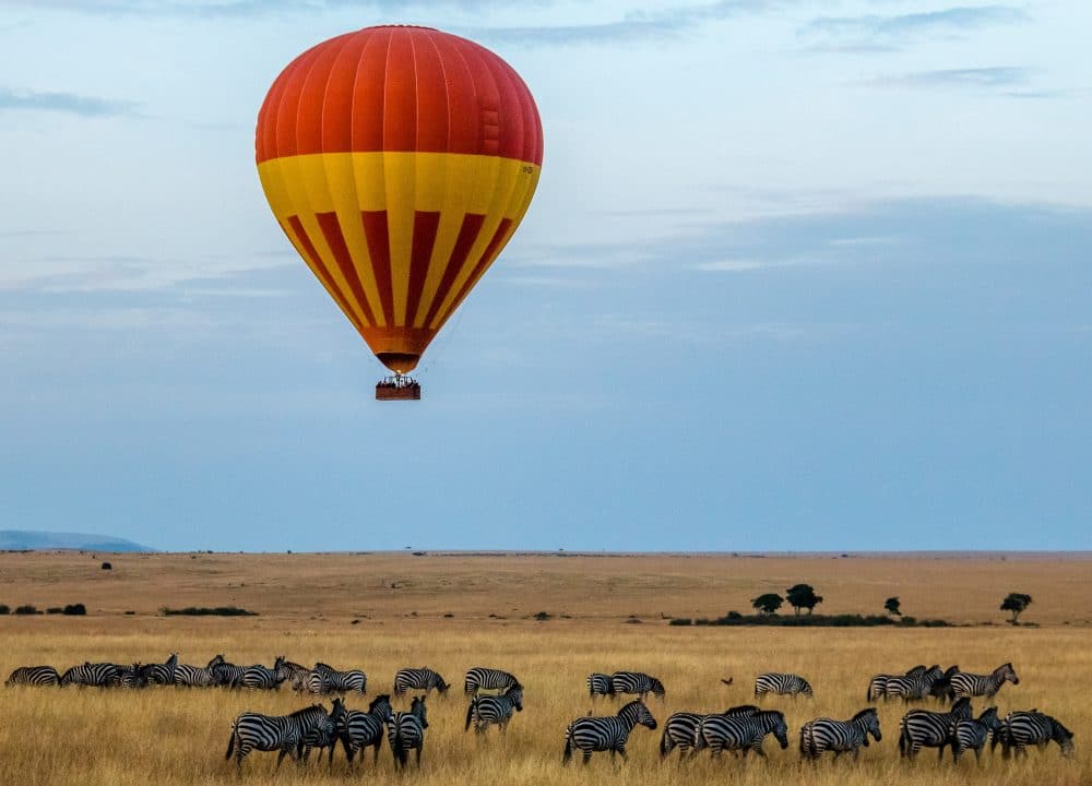 A lone hot air balloon over a herd of zebras.