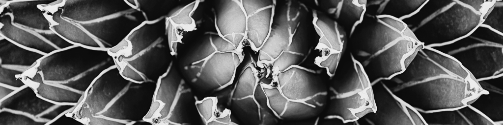 Close up black and white flower