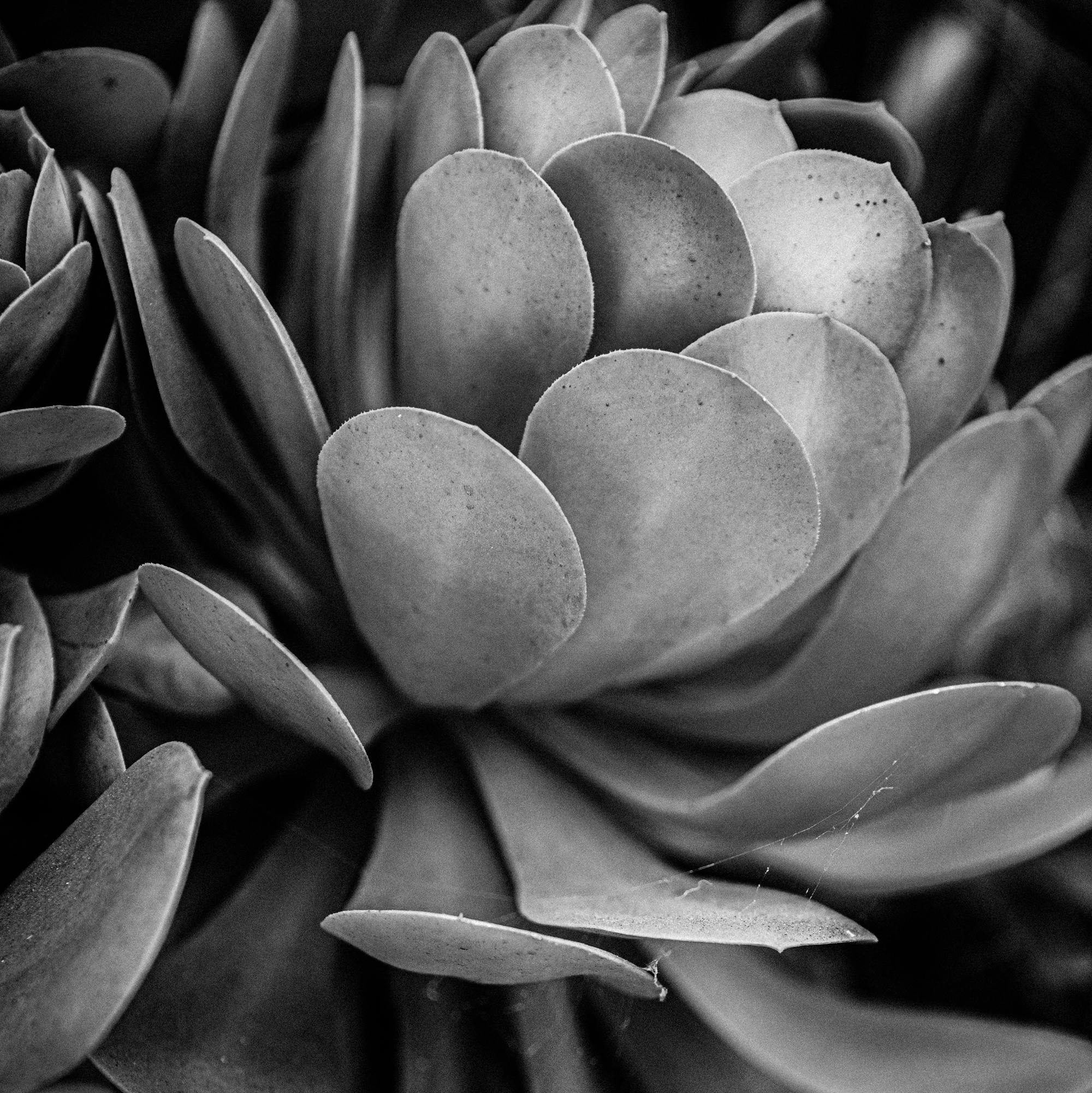 Close-up of a succulent plant with thick, fleshy leaves in grayscale