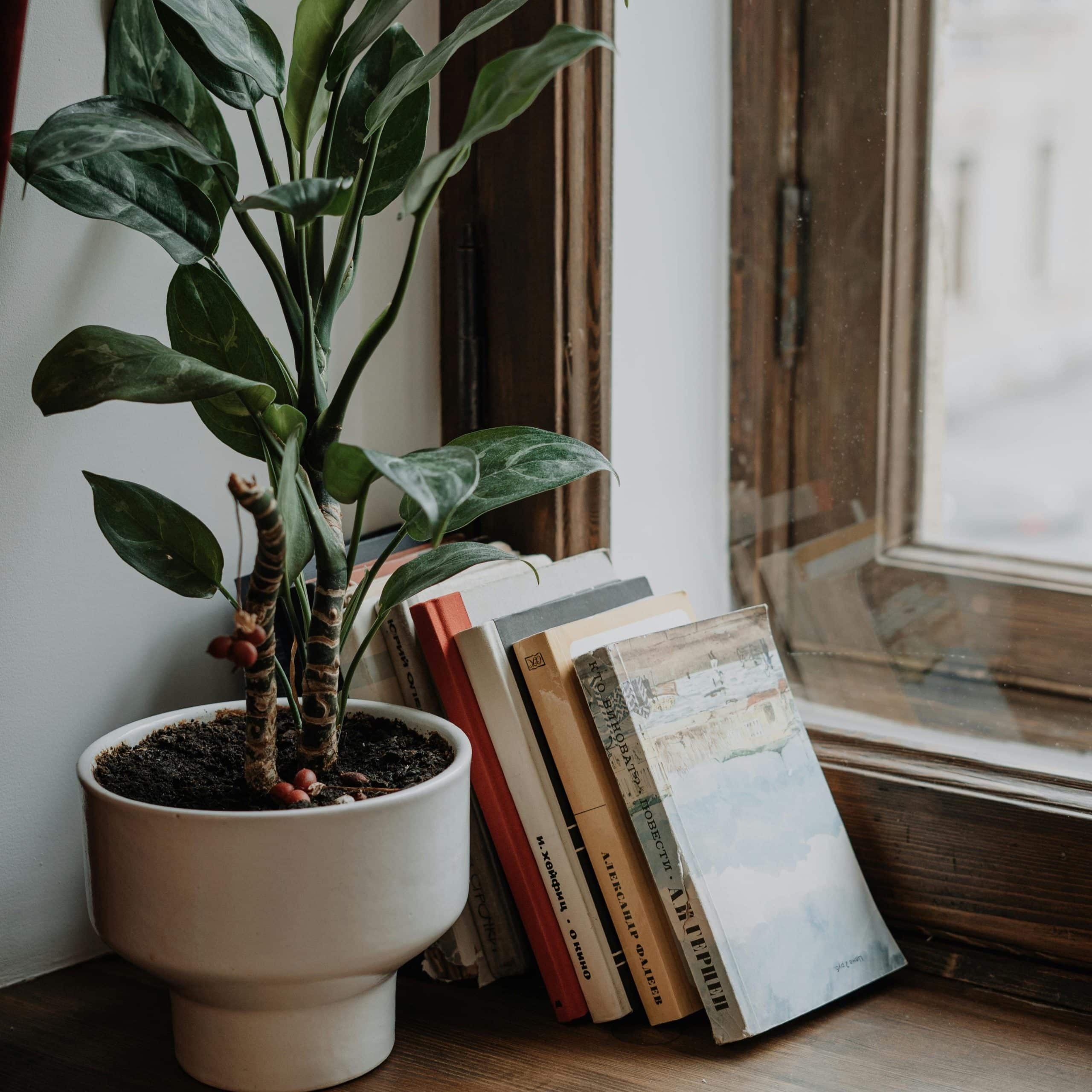 A vintage looked photo with books piled against a wall with a plant in front of them