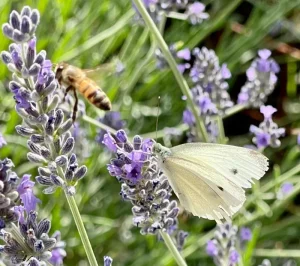 creative soul journeys italy retreat bee and butterfly on lavender