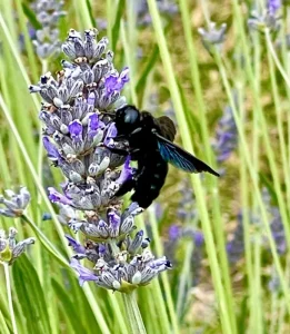 creative soul journeys italy retreat bug on lavender
