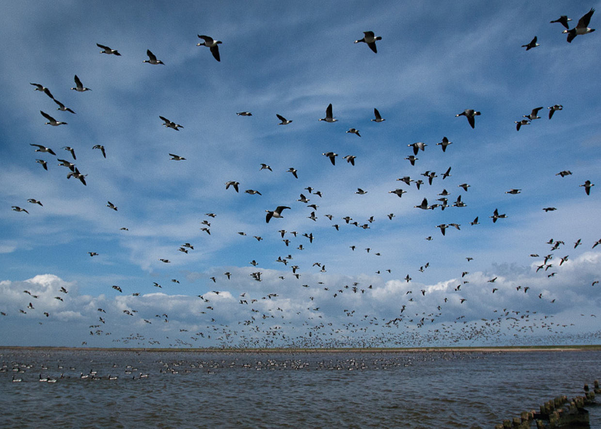 Bramgæs i Vadehavslandskab - Weißwangengänse im Wattenmeerlandschaft
- Barnacle Geese in landscape of the Wadden Sea  Foto : Bo L. Christiansen  ©