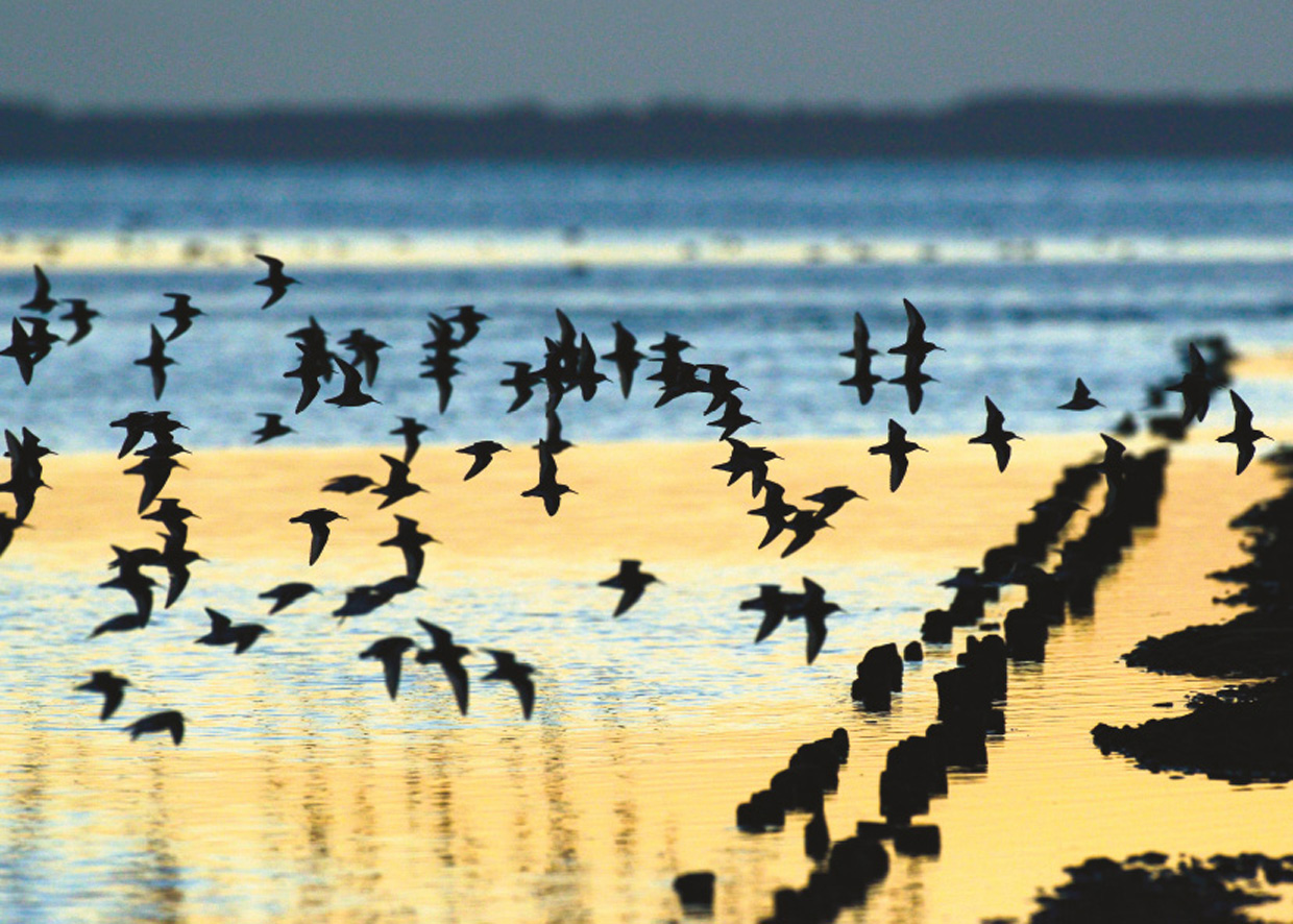 Flok Almindelige Ryler i aftenlyset - Schwarm von Alpenstrandläufer im Abendlicht - Flock of Dunlins in the evening light  Foto : Bo L. Christiansen  ©