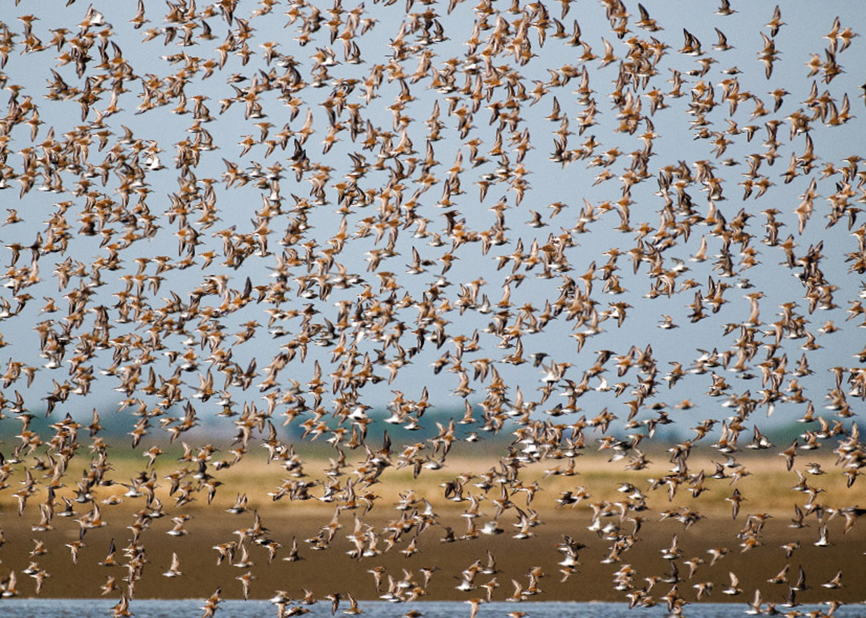 Flok Almindelige Ryler - Schwarm von Alpenstrandläufer - Flock of Dunlins  Foto : Bo L. Christiansen  ©