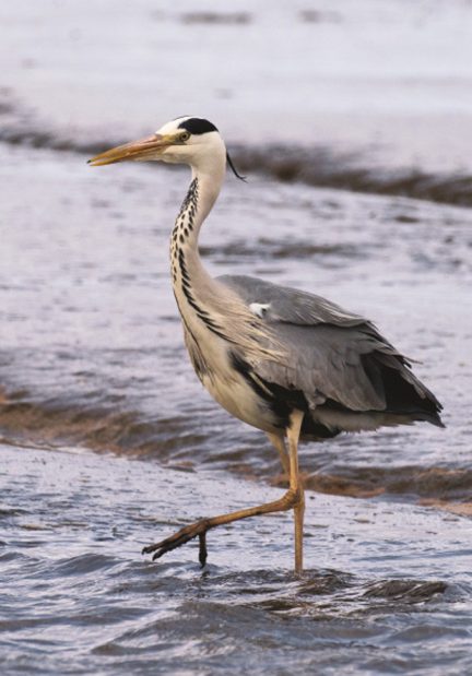 Fiskehejre - Graureiher - Grey Heron  Foto : Bo L. Christiansen  ©