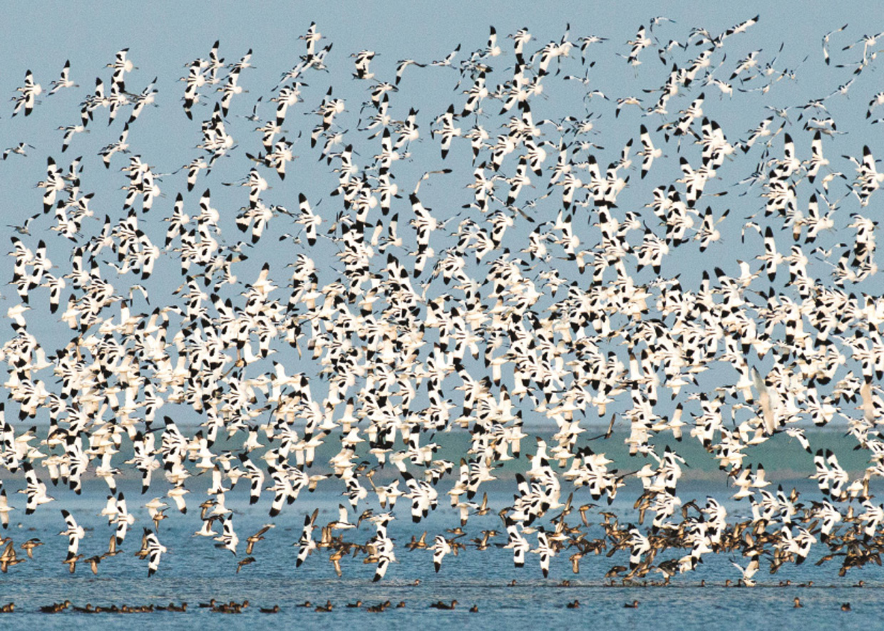 Flok Klyder ( Recurvirostra avocetta ) skræmt op af Vandrefalk ( Falco peregrinus) - Schwarm vom Säbelschnäbler im Panik von einen Wanderfalke - Swarm of Avocets chased up by a Peregrine Falcon  Foto : Bo L. Christiansen  ©