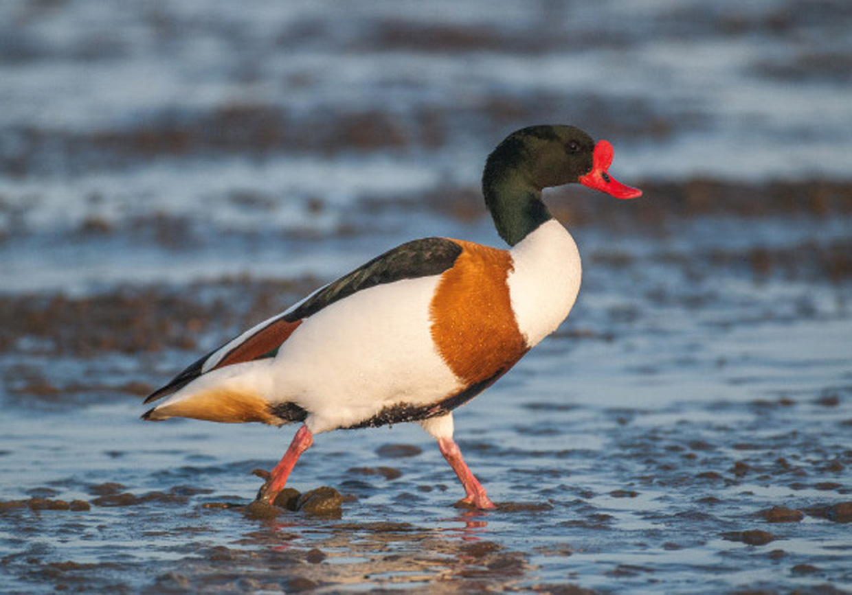 Gravand , han - Brandgans , Männchen - Shelduck , male  Foto : Bo L. Christiansen  ©