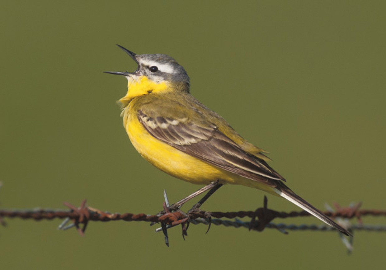 Gul Vipstjert , syngende han - Schafstelze , Männchen beim Gesang - Blue-headed Wagtail , singing male  Foto : Bo L. Christiansen  ©