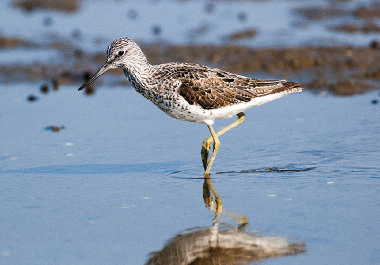 Hvidklire - Grünschenkel - Greenshank  Foto : Bo L. Christiansen  ©