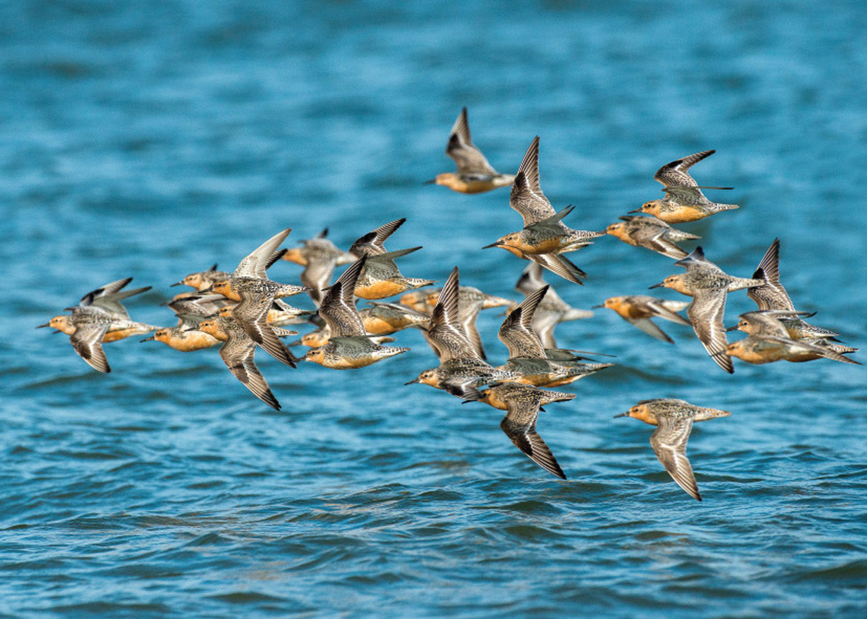 Islandske Ryler på trækket - Knutts auf dem Zug - Red Knots on migration  Foto : Bo L. Christiansen  ©