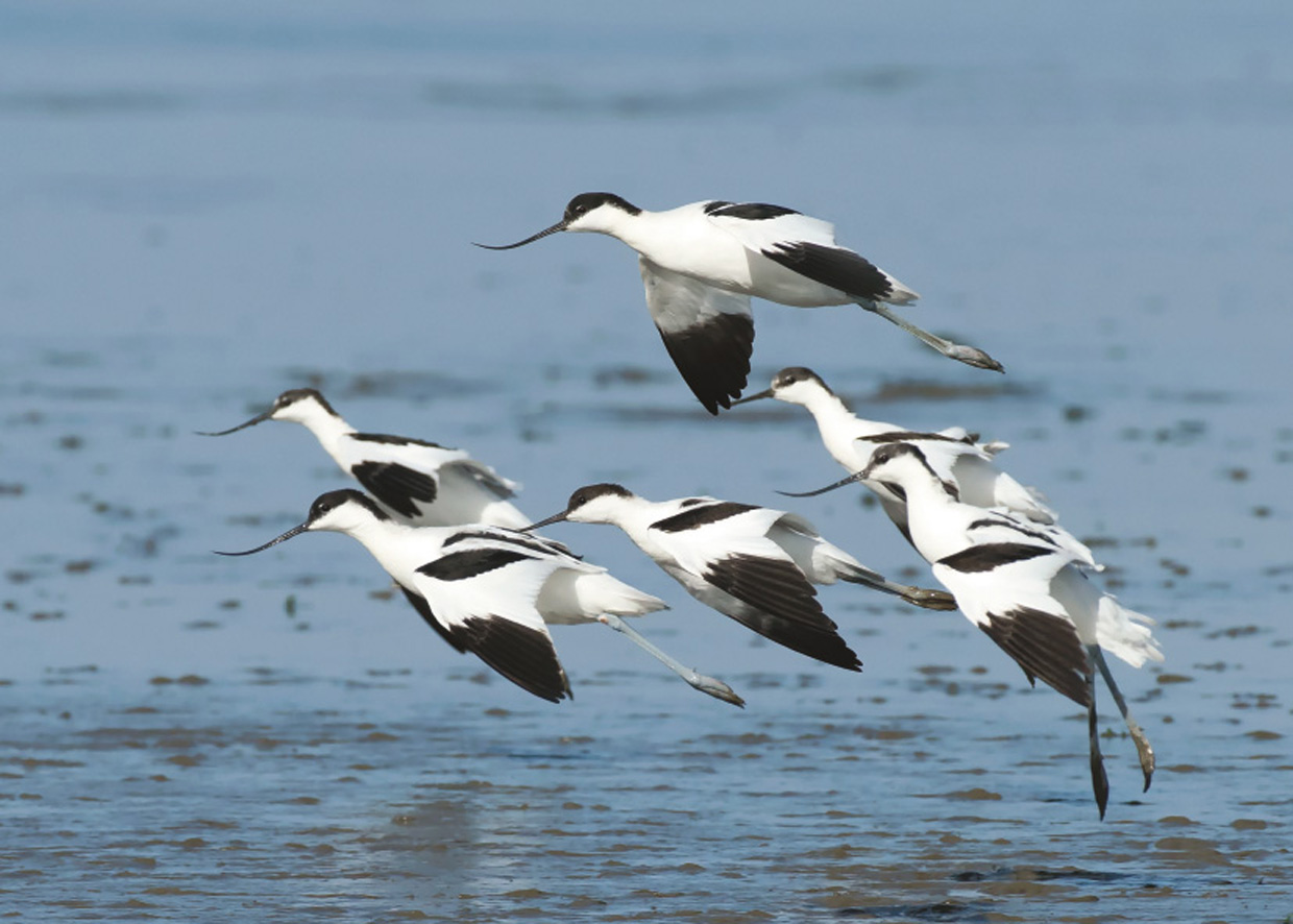 Gamle og unge Klyder - Alt- und Jungvögel vom Säbelschnäbler - Old and young Avocets  Foto : Bo L. Christiansen  ©