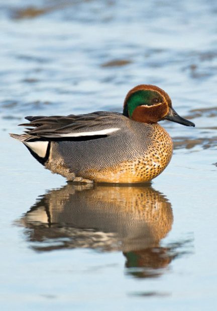 Krikand , male - Krickente , Männchen - Teal , male  Foto : Bo L. Christiansen  ©