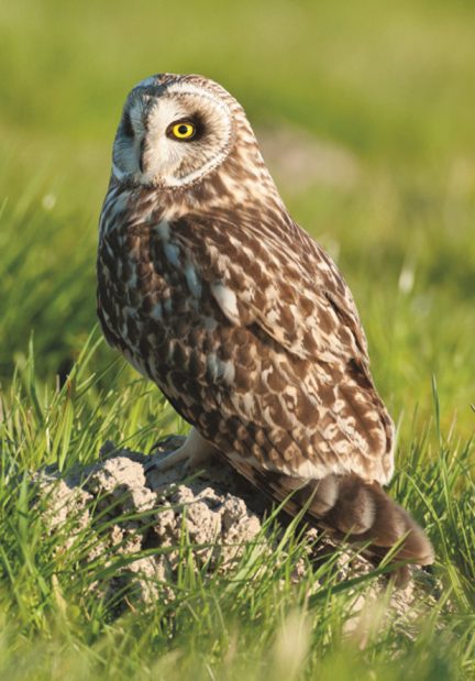 Mosehornugle - Sumpfohreule - Short-eared Owl  Foto : Bo L. Christiansen  ©