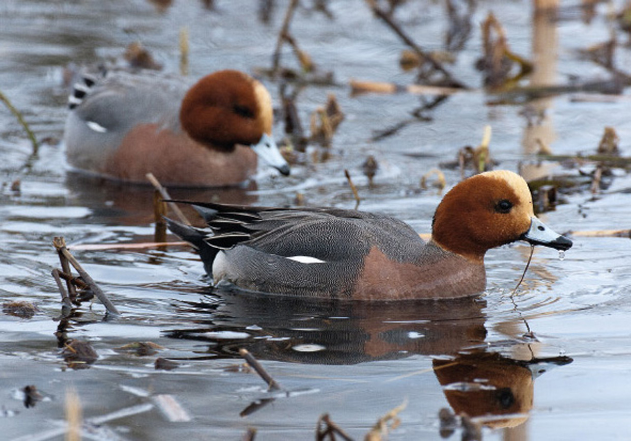 Pibeand , hanner - Pfeifente , Männchen - Wigeon , males  Foto : Bo L. Christiansen  ©